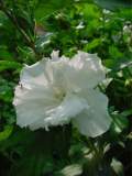 hibiscus blanc double.JPG